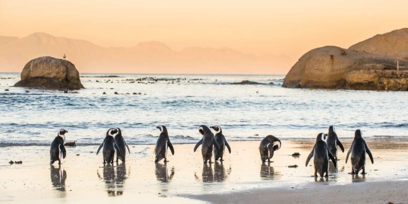 From Cape Town: Cape Point and Boulders Beach Half-Day Tour - Who Will Love This Tour?