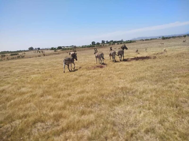 From Cape Town: Cape Winelands with a Game drive - Transport, Flexibility, and Group Size