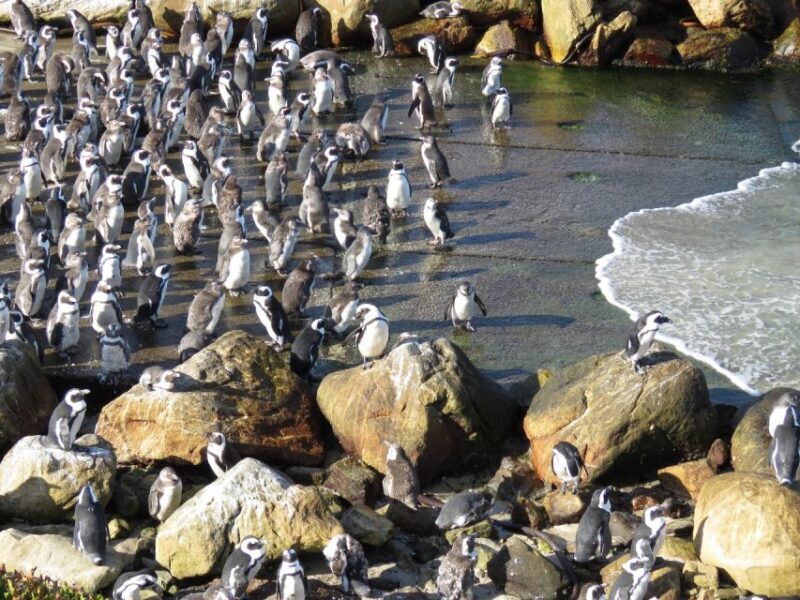 From Cape Town: Full-Day Cape Agulhas Private Tour - Final thoughts  