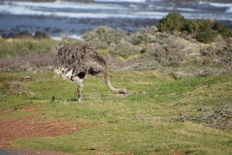 From Cape Town: Full-Day Cape Point & Boulders Penguins Tour - FAQ