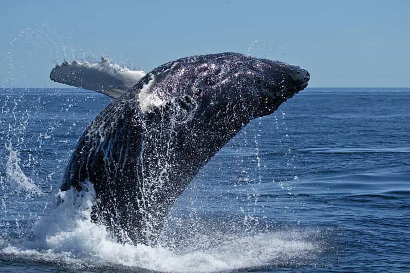 From Cape Town: Full Day Tour to Hermanus - Key Points