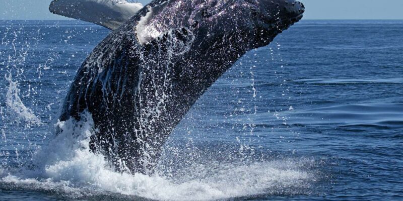 From Cape Town: Full Day Tour to Hermanus - The Itinerary Breakdown