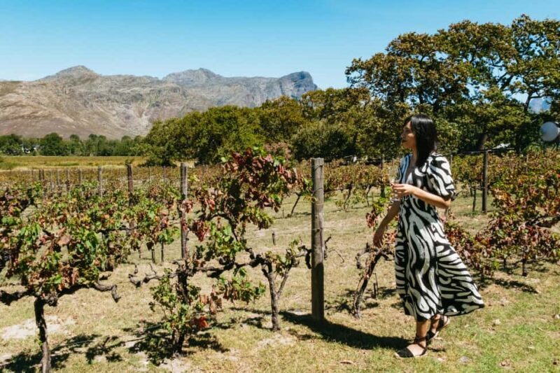From Cape Town: Full Day Winelands Tour with wine tastings - A Well-Organized Day in the Winelands