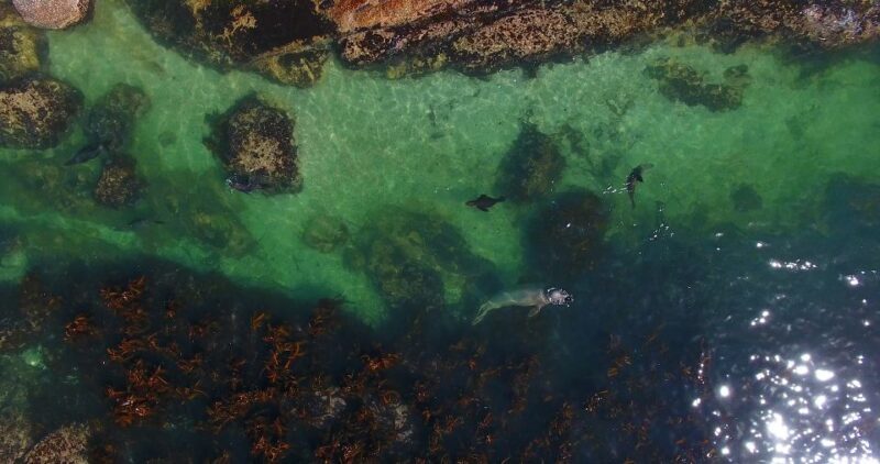 From Cape Town: Glass-Bottom Boat Seal Watching Tour - Key Points