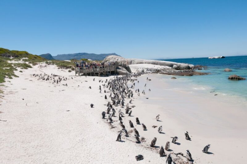 From Cape Town: Half Day Cape Point & Penguins Tour - Key Points