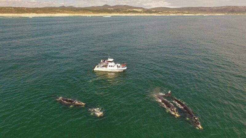 From Cape Town: Hermanus Whale Watching Boat Trip - Key Points