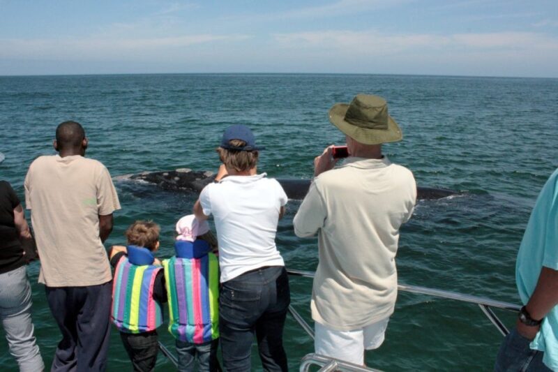 From Cape Town: Hermanus Whale Watching Boat Trip - An In-Depth Look at the Whale Watching Experience