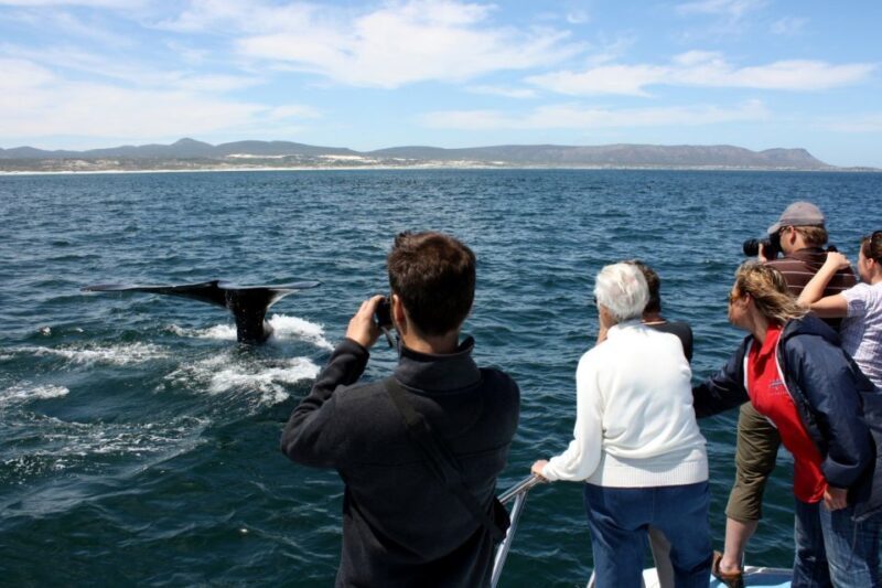 From Cape Town: Hermanus Whale Watching Boat Trip - Who Will Enjoy This Experience?