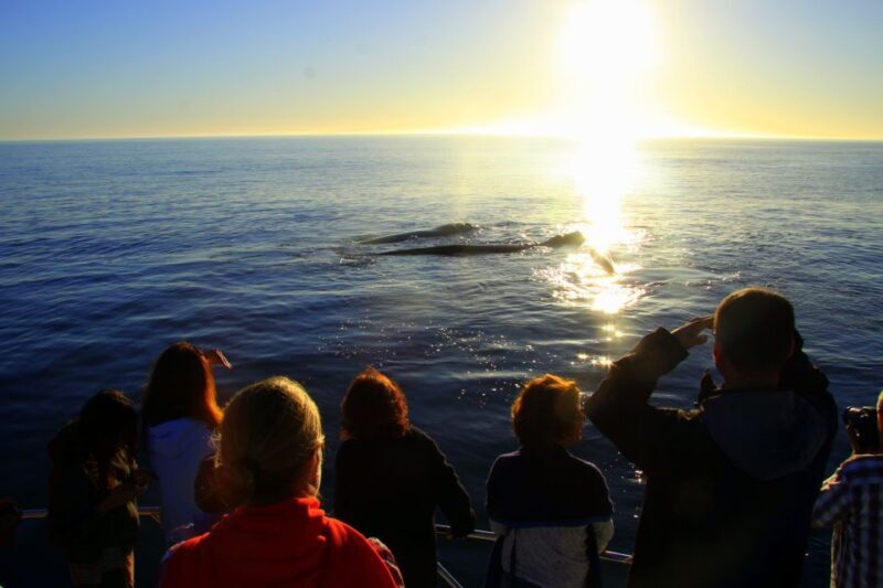 From Cape Town: Hermanus Whale Watching Boat Trip - Frequently Asked Questions (FAQs)