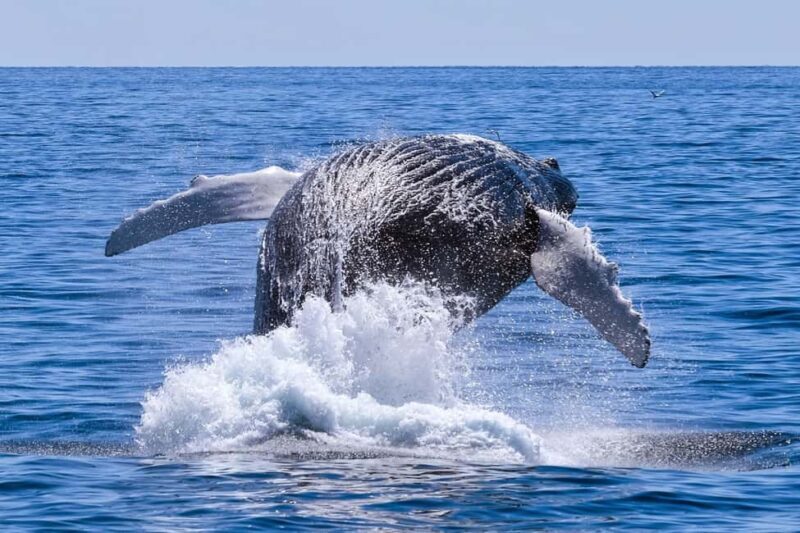 From Cape Town: Hermanus Whale Watching Full Day Tour - Key Points