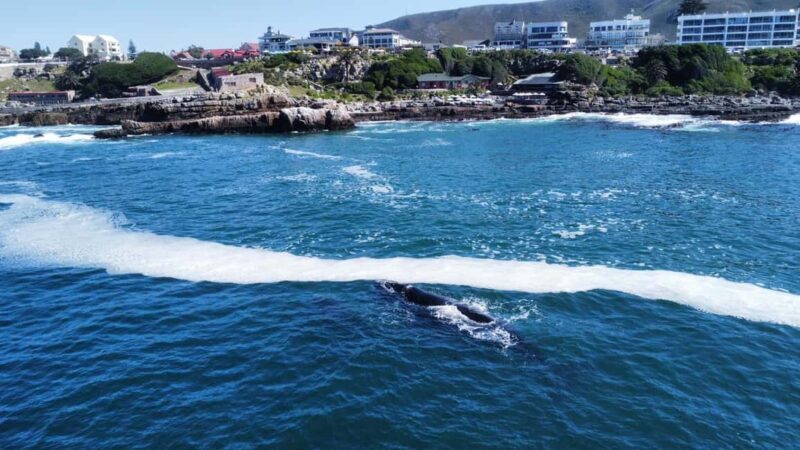 From Cape Town: Hermanus Whale Watching Tour with Boat Trip - Key Points