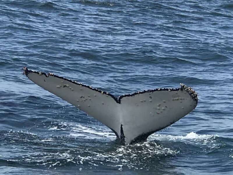 From Cape Town: Hermanus Whale Watching Tour with Boat Trip - The Complete Guide to the Hermanus Whale Watching Tour