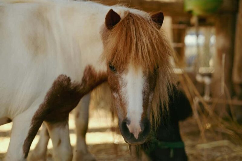 From Cape Town: Horseback Ride with Wine Picnic + Pick-Up - Key Points