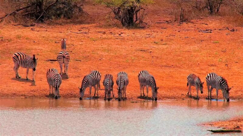 From Cape Town: Kruger National Park 2-Day Safari Trip - Key Points