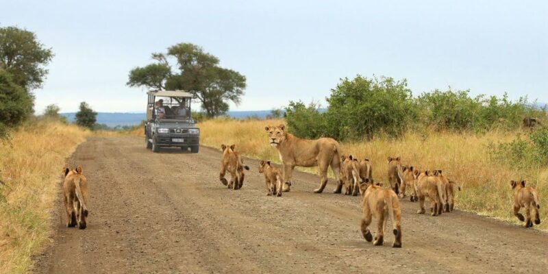 From Cape Town: Kruger National Park 2-Day Safari Trip - The Itinerary: A Closer Look