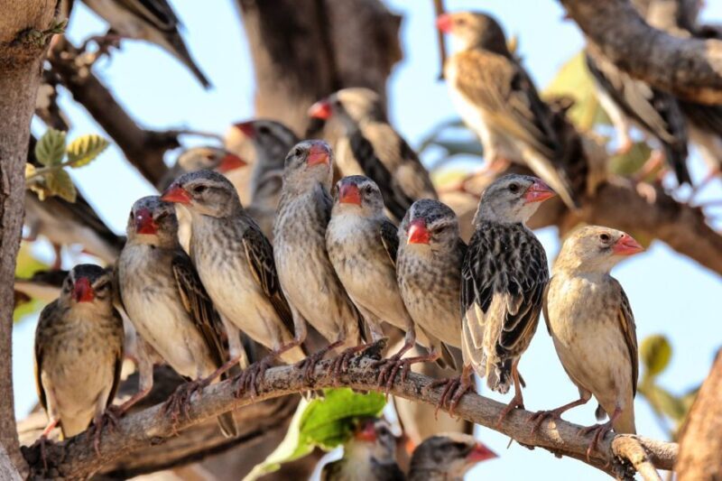 From Cape Town: Kruger National Park 2-Day Safari Trip - Authentic Experiences and Traveler Feedback