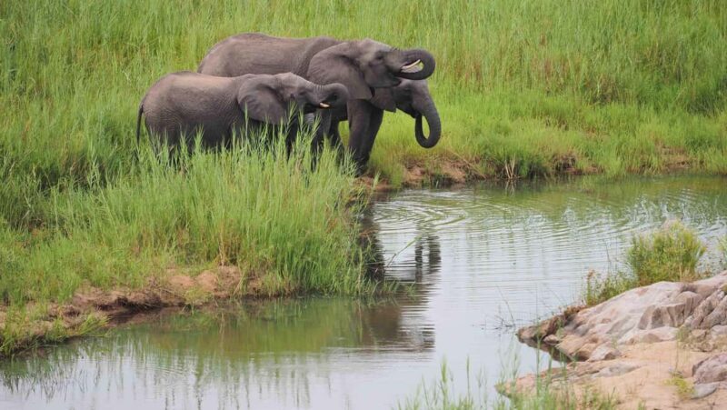 From Cape Town: Kruger National Park 2-Day Safari Trip - Final Thoughts