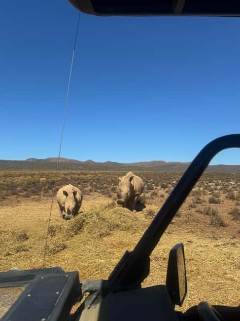 From Cape Town: Safari & Wine Tour - The Itinerary in Detail: What You Can Expect
