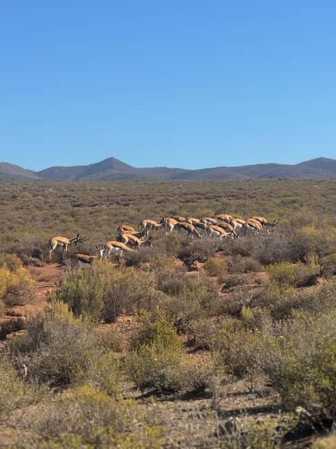 From Cape Town: Safari & Wine Tour - What’s Included & What’s Not