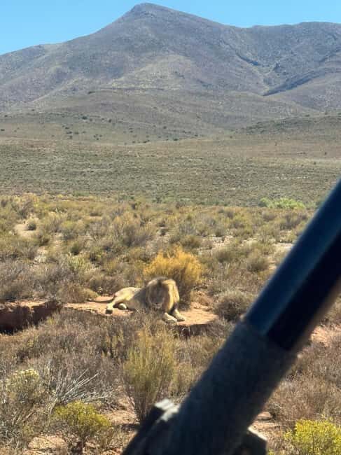 From Cape Town: Safari & Wine Tour - Final Thoughts: Is It Worth It?