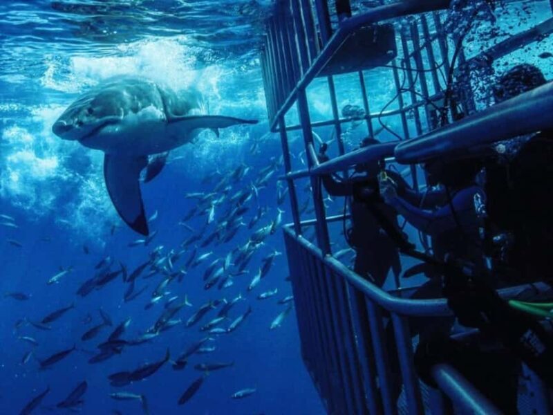 From Cape Town: Shark Cage Diving and Penguin Tour - Key Points