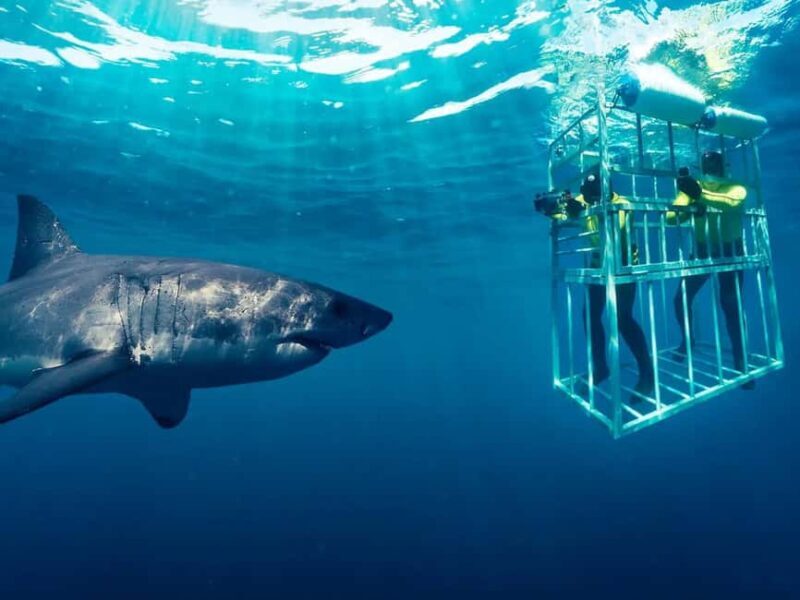 From Cape Town: Shark Cage Diving and Penguin Tour - What to Expect from the Tour