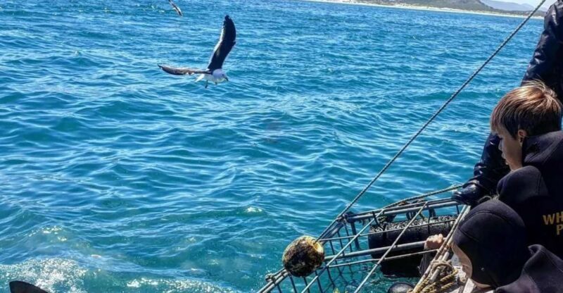 From Cape Town: Shark Cage Diving and Viewing - Key Points