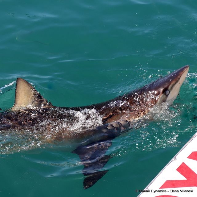 From Cape Town: Shark Cage Diving and Viewing - Final Thoughts: Is it Worth It?