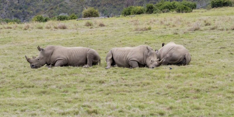 From Cape Town: South African Wildlife and Safari 2-Day Tour - A Practical Look at the 2-Day South African Safari