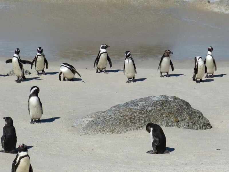 From Cape Town: Table Mountain and Cape of Good Hope Tour - Key Points