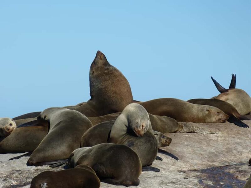 From Cape Town: Table Mountain and Cape of Good Hope Tour - In The Sum Up
