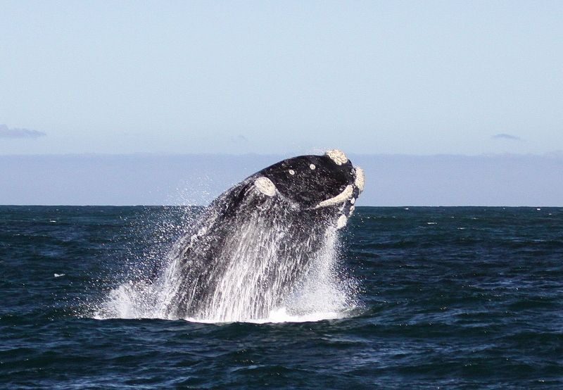 From Cape Town: Whale Watching Tour in Hermanus and Gansbaai - Detailed Breakdown of the Tour Experience