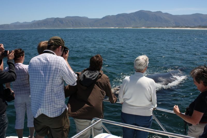 From Cape Town: Whale Watching Tour in Hermanus and Gansbaai - Who Will Love This Tour?
