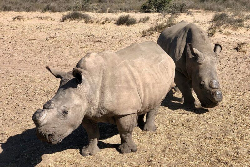 From Cape Town: Wildlife Safari, Olive, Beer & Wine Tasting - Key Points