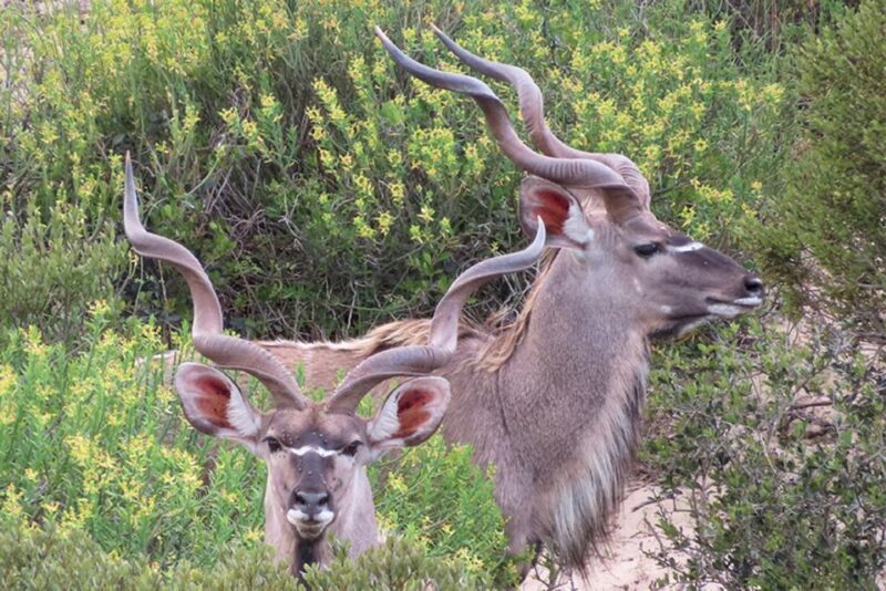 From Cape Town: Wildlife Safari, Olive, Beer & Wine Tasting - Exploring the Buffelsfontein Game and Nature Reserve