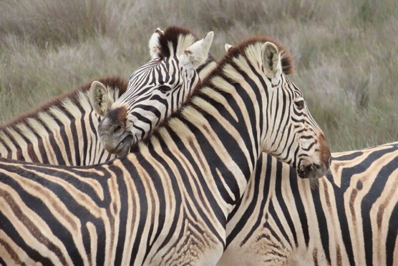 From Cape Town: Wildlife Safari, Olive, Beer & Wine Tasting - Craft Beers and Lunch at Darling Brew