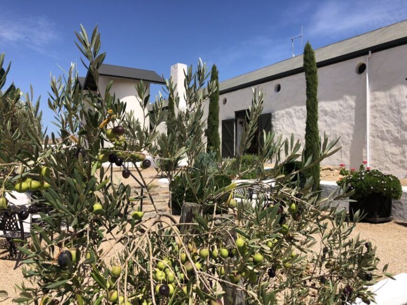 From Cape Town: Wildlife Safari, Olive, Beer & Wine Tasting - Frequently Asked Questions