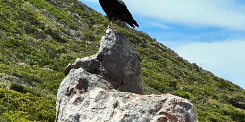 From Cape Town:Private Tour to Boulders Beach and Cape Point - The Itinerary: A Well-Rounded Day in the Cape