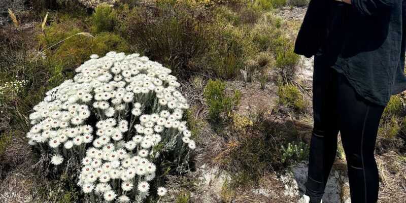 From Cape Town:Private Tour to Boulders Beach and Cape Point - The Sum Up: Who Is This Tour Best For?