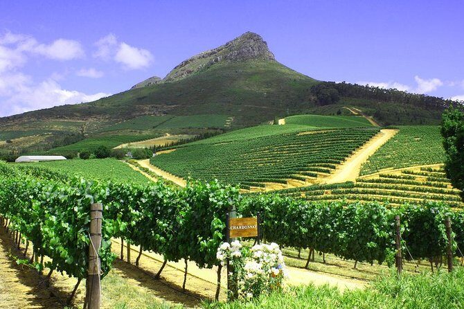 From CapeTown: Stellenbosch Half Day Wine Tour - What Reviewers Say