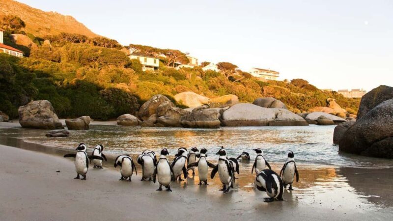 From CapeTown:Full Day Tour to Cape of Good Hope&Cape Point - Exploring the Full-Itinerary in Detail