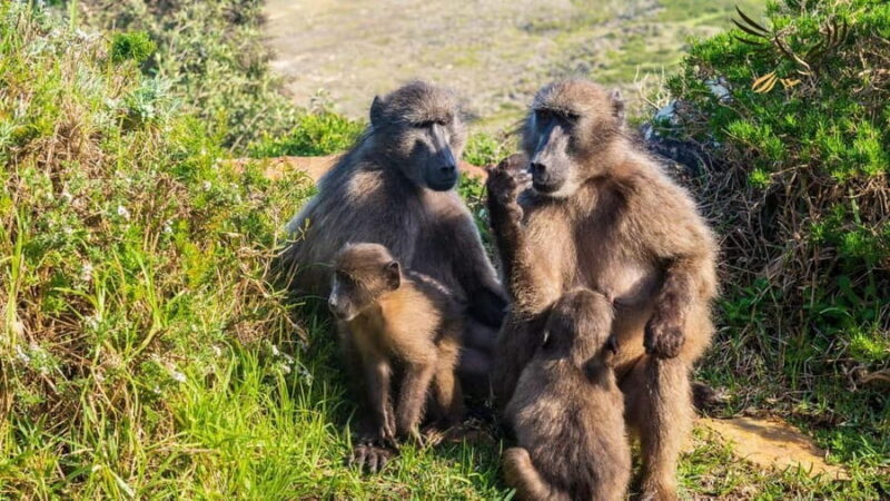 From CapeTown:Full Day Tour to Cape of Good Hope&Cape Point - FAQs