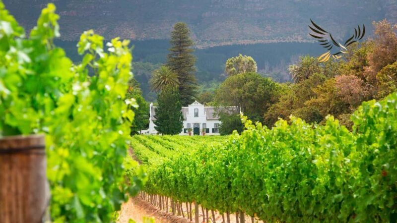 From CapeTown:Private Wineland Tour,TableMountain&CapePoint - Final Thoughts
