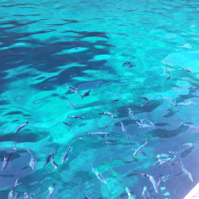 from-cargese-scandola-day-tour-girolata-lunch-stop