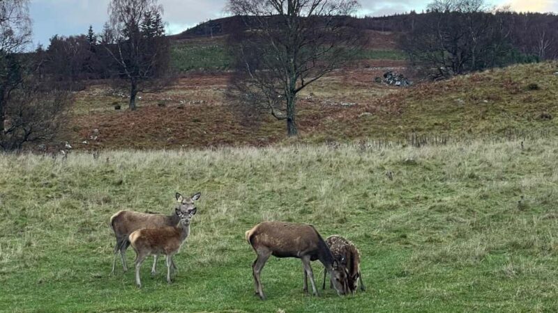 From Carrbridge: Cairngorms, Whisky, and Highland History - Key Points