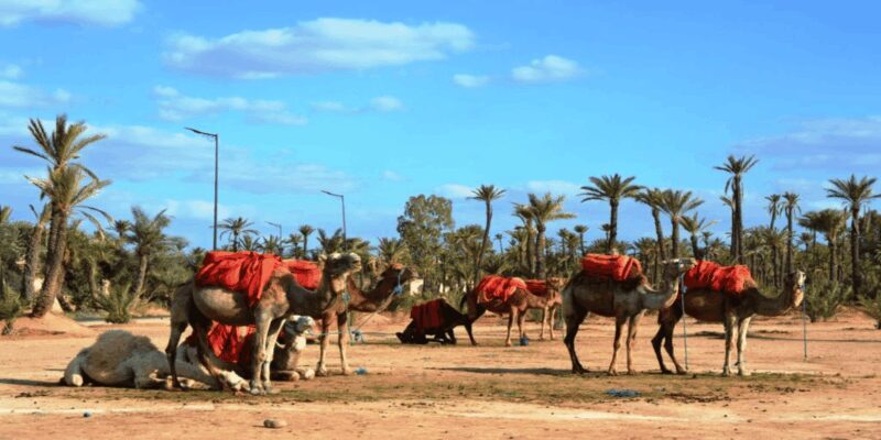 From Casablanca: Day Trip to Marrakech with Camel Ride - Final Thoughts