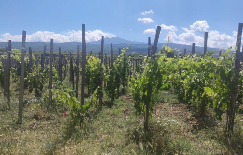 from-catania-guided-hike-on-etna-wines-and-nibbles