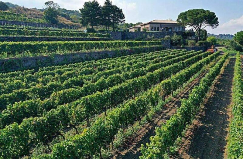 from-catania-guided-hike-on-etna-wines-and-nibbles