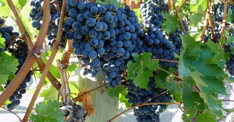 from-catania-mount-etna-half-day-tour-and-wine-experience