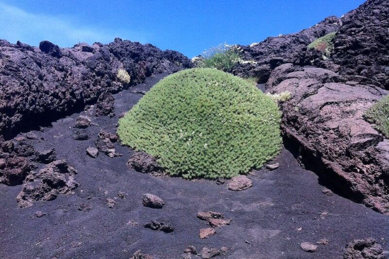from-catania-mount-etna-half-day-tour-and-wine-experience
